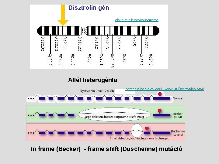 Disztrofin gén ghr. nlm. nih. gov/gene=dmd Allél heterogénia compbio. berkeley. edu/. . . /ed/rust/Dystrophin.