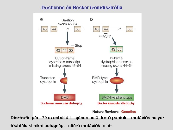Duchenne és Becker izomdisztrófia Duchenne muscular distrophy Becker muscular distrophy Disztrofin gén: 79 exonból