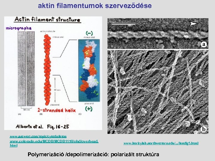 aktin filamentumok szerveződése www. answers. com/topic/cytoskeleton www. colorado. edu/MCDB 1150/ohd/overhead. html www. borisylab. northwestern.