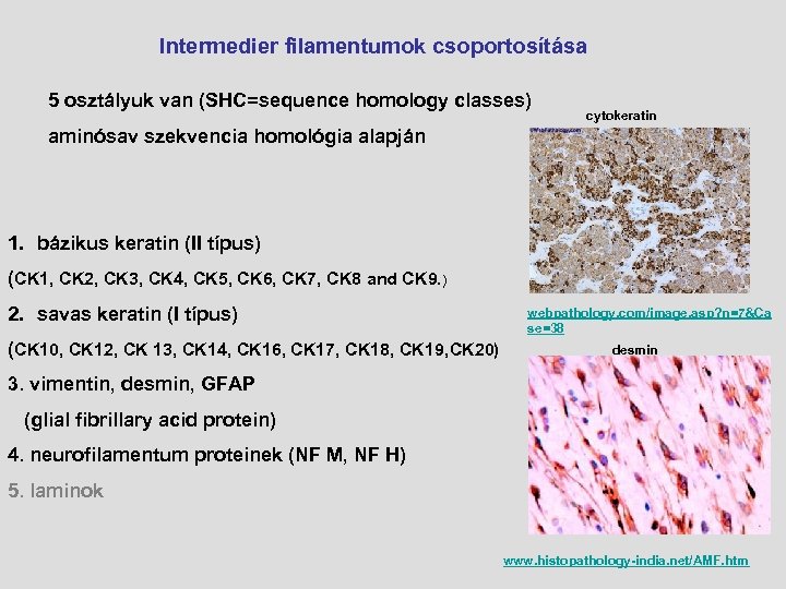 Intermedier filamentumok csoportosítása 5 osztályuk van (SHC=sequence homology classes) cytokeratin aminósav szekvencia homológia alapján