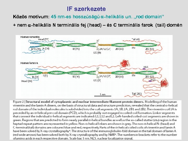 IF szerkezete Közös motívum: 45 nm-es hosszúságú -helikális un. „rod domain” + nem -helikális