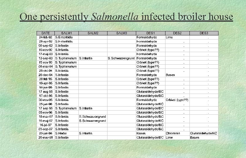 One persistently Salmonella infected broiler house 