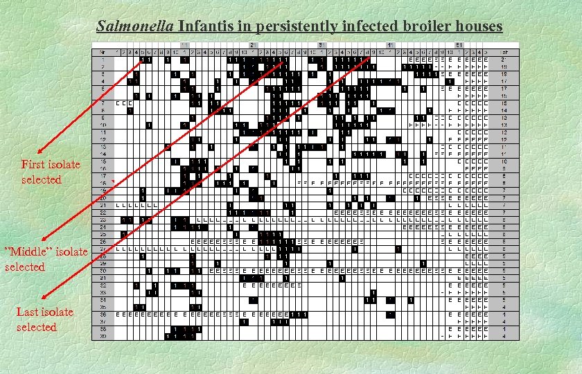 Salmonella Infantis in persistently infected broiler houses First isolate selected ”Middle” isolate selected Last