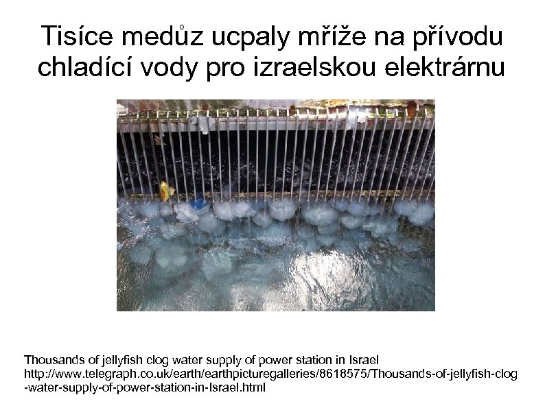 Tisíce medůz ucpaly mříže na přívodu chladící vody pro izraelskou elektrárnu Thousands of jellyfish