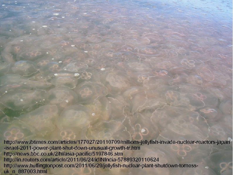 http: //www. ibtimes. com/articles/177027/20110709/millions-jellyfish-invade-nuclear-reactors-japan -israel-2011 -power-plant-shut-down-unusual-growth-tr. htm http: //news. bbc. co. uk/2/hi/asia-pacific/5197846. stm http: