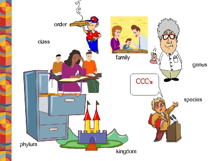 order class family genus CCC's species phylum kingdom 