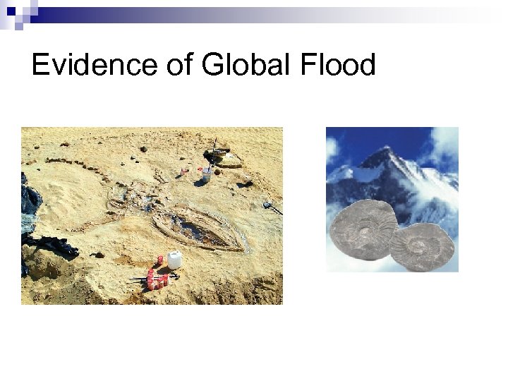 Evidence of Global Flood 