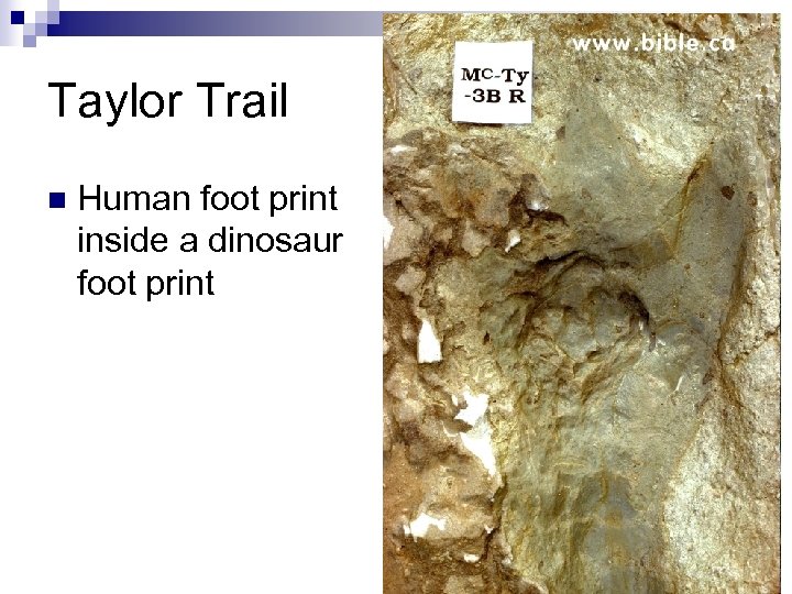 Taylor Trail n Human foot print inside a dinosaur foot print 