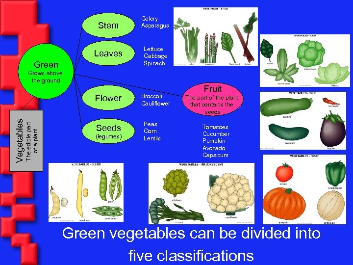 Stem Leaves Green Celery Asparagus Lettuce Cabbage Spinach Grows above the ground The edible