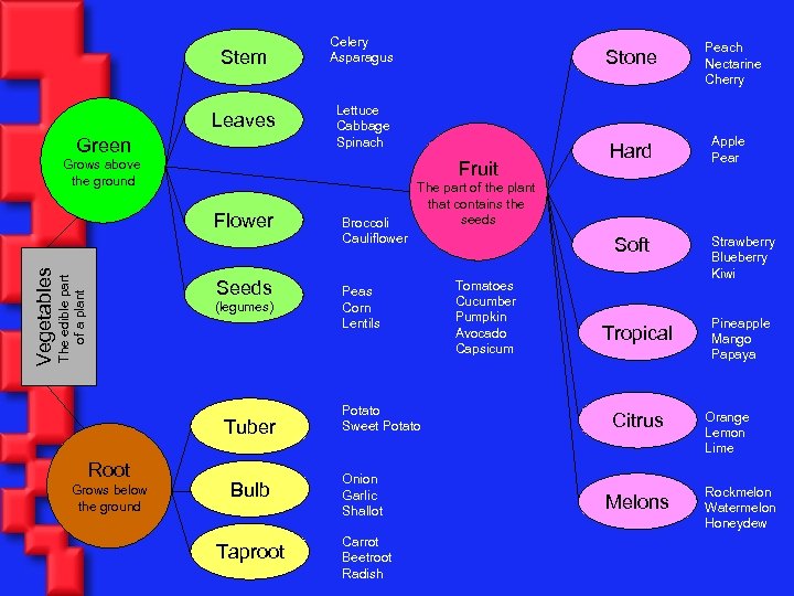 Stem Leaves Green Celery Asparagus Lettuce Cabbage Spinach The edible part of a plant