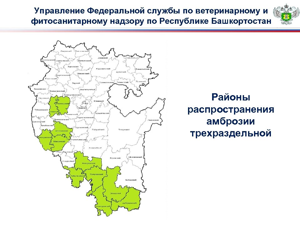 Управление Федеральной службы по ветеринарному и фитосанитарному надзору по Республике Башкортостан Районы распространения амброзии