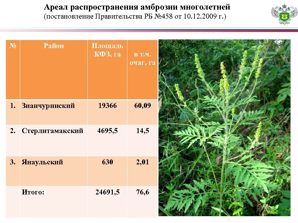 Ареал распространения амброзии многолетней (постановление Правительства РБ № 458 от 10. 12. 2009 г.