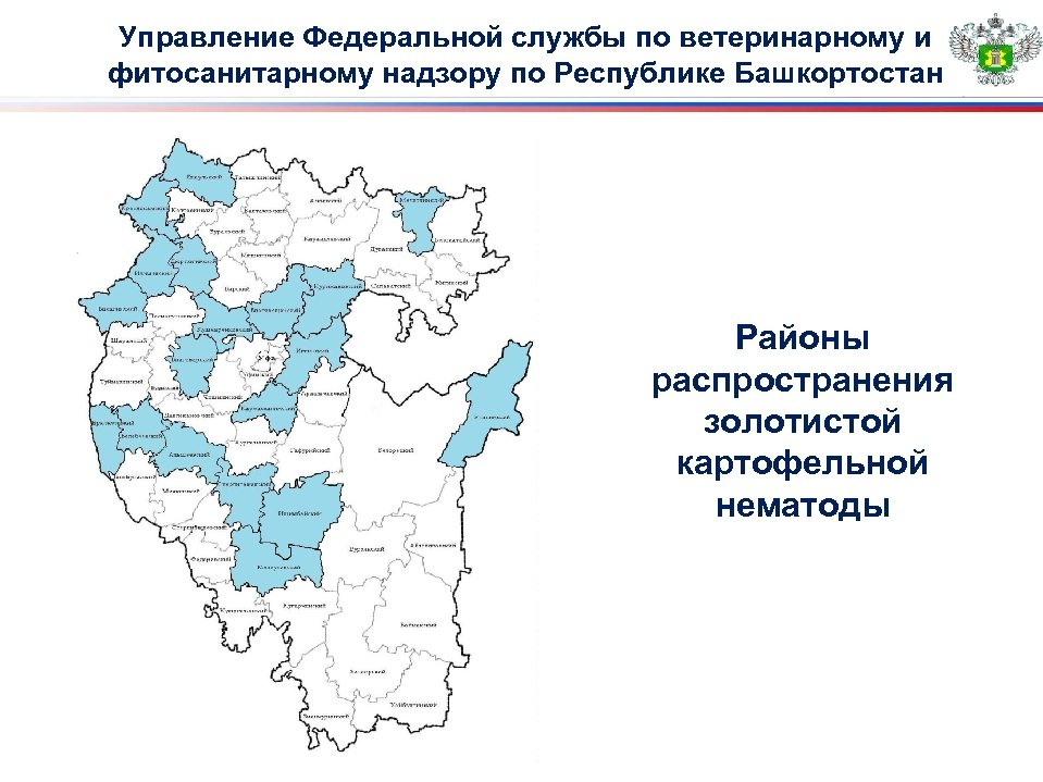 Управление Федеральной службы по ветеринарному и фитосанитарному надзору по Республике Башкортостан Районы распространения золотистой