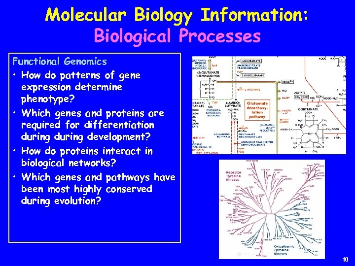 Molecular Biology Information: Biological Processes Functional Genomics • How do patterns of gene expression