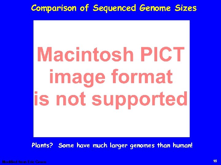 Comparison of Sequenced Genome Sizes Plants? Some have much larger genomes than human! Modified