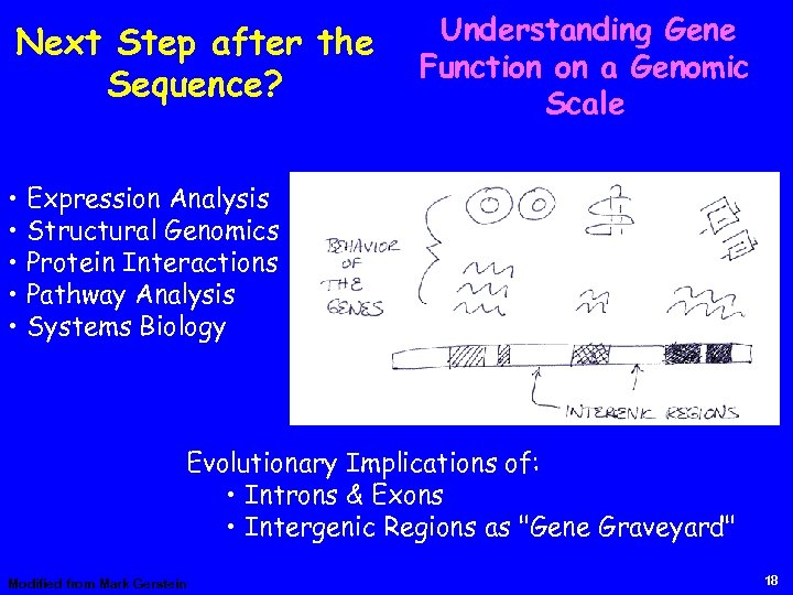 Next Step after the Sequence? Understanding Gene Function on a Genomic Scale • Expression