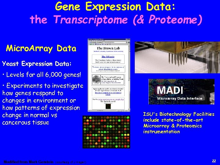 Gene Expression Data: the Transcriptome (& Proteome) Micro. Array Data Yeast Expression Data: •