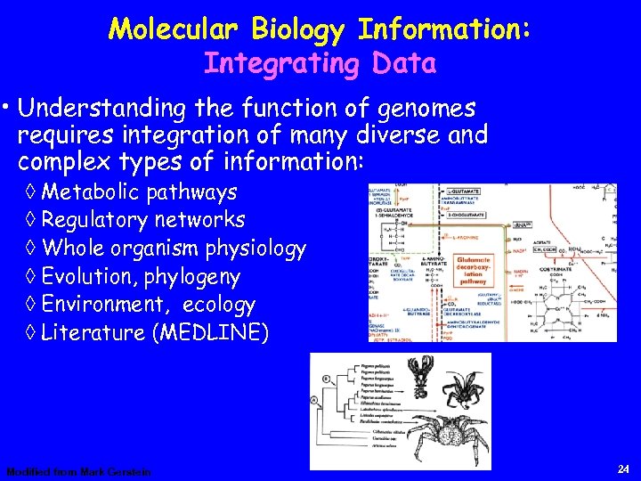Molecular Biology Information: Integrating Data • Understanding the function of genomes requires integration of