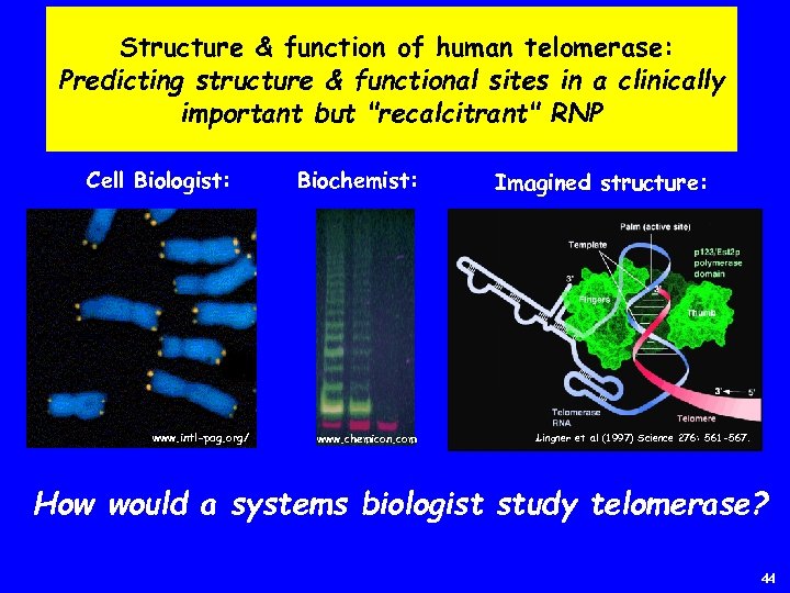 Structure & function of human telomerase: Predicting structure & functional sites in a clinically