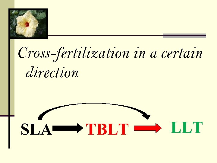 Cross-fertilization in a certain direction SLA TBLT LLT 