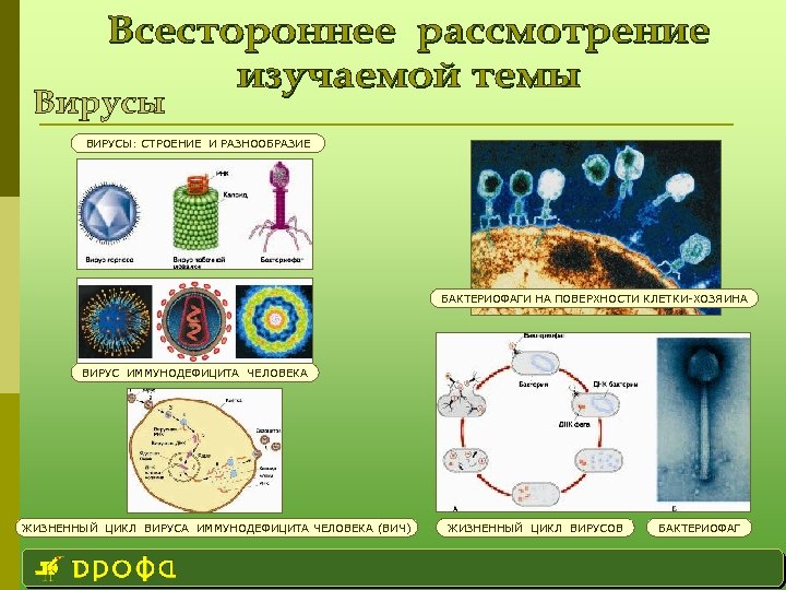 ВИРУСЫ: СТРОЕНИЕ И РАЗНООБРАЗИЕ БАКТЕРИОФАГИ НА ПОВЕРХНОСТИ КЛЕТКИ-ХОЗЯИНА ВИРУС ИММУНОДЕФИЦИТА ЧЕЛОВЕКА ЖИЗНЕННЫЙ ЦИКЛ ВИРУСА