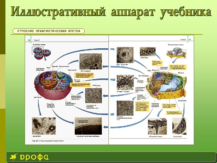 СТРОЕНИЕ ЭУКАРИОТИЧЕСКИХ КЛЕТОК 