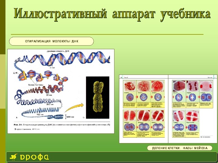 СПИРАЛИЗАЦИЯ МОЛЕКУЛЫ ДНК ДЕЛЕНИЕ КЛЕТКИ. ФАЗЫ МЕЙОЗА 