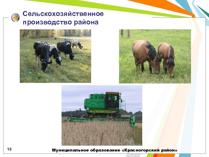 Сельскохозяйственное производство района 16 Муниципальное образование «Красногорский район» 