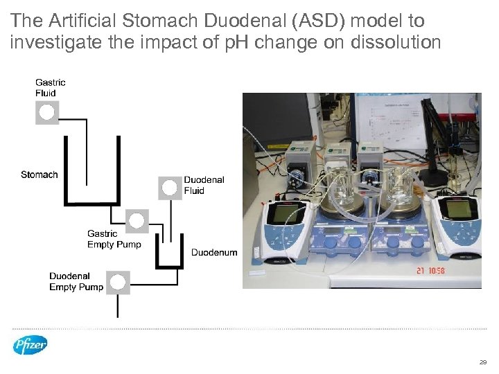 The Artificial Stomach Duodenal (ASD) model to investigate the impact of p. H change
