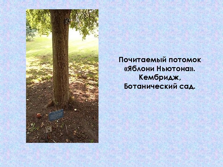 Почитаемый потомок «Яблони Ньютона» . Кембридж, Ботанический сад. 