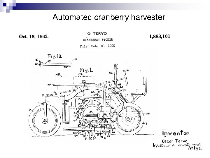 Automated cranberry harvester 