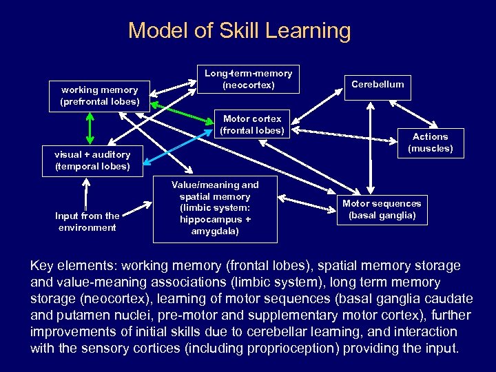 Model of Skill Learning working memory (prefrontal lobes) Long-term-memory (neocortex) Motor cortex (frontal lobes)