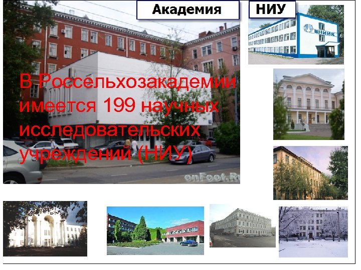 В Россельхозакадемии имеется 199 научных исследовательских учреждений (НИУ) 