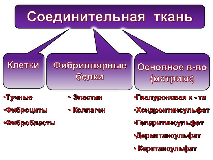 Соединительная ткань Клетки Фибриллярные белки Основное в-во (матрикс) • Тучные • Эластин • Гиалуроновая