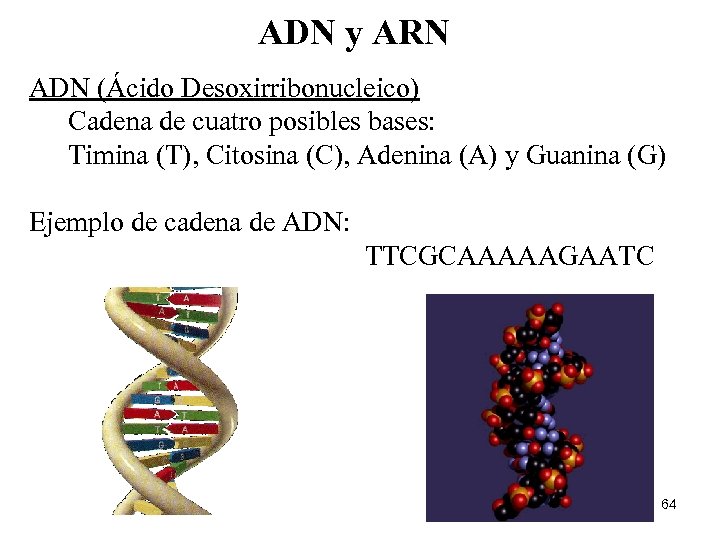 ADN y ARN ADN (Ácido Desoxirribonucleico) Cadena de cuatro posibles bases: Timina (T), Citosina