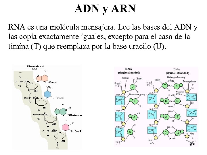 ADN y ARN RNA es una molécula mensajera. Lee las bases del ADN y