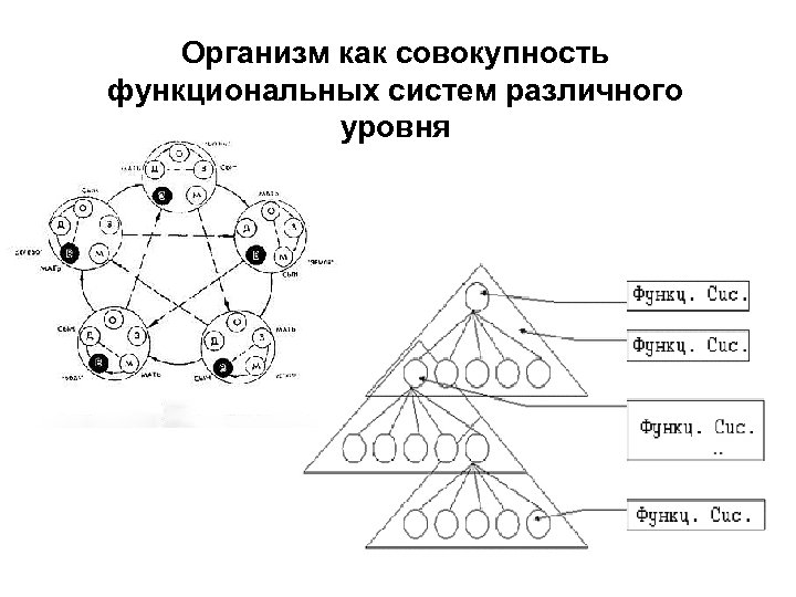 Организм как совокупность функциональных систем различного уровня 