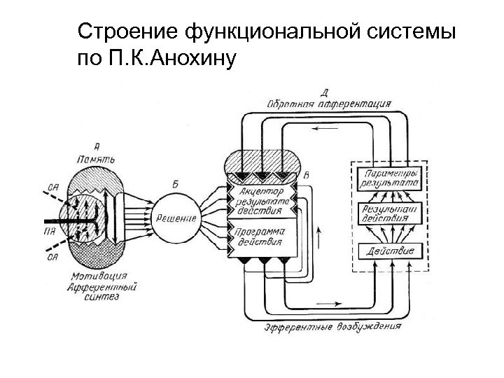 Строение функциональной системы по П. К. Анохину 