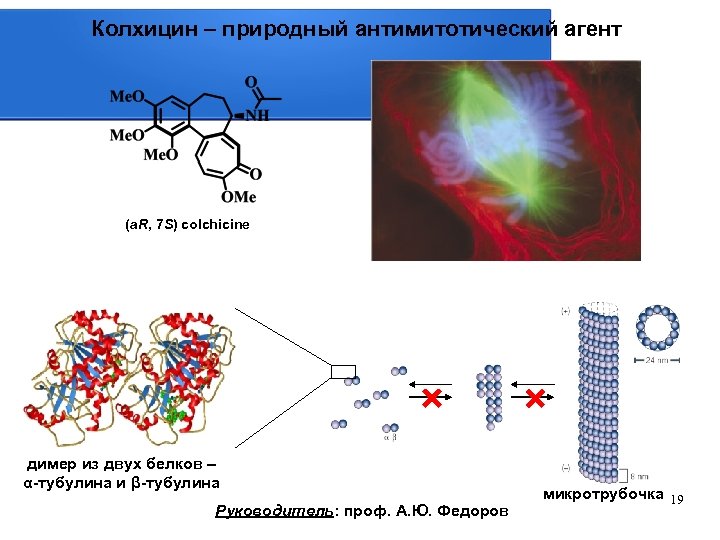 Колхицин – природный антимитотический агент (a. R, 7 S) colchicine димер из двух белков