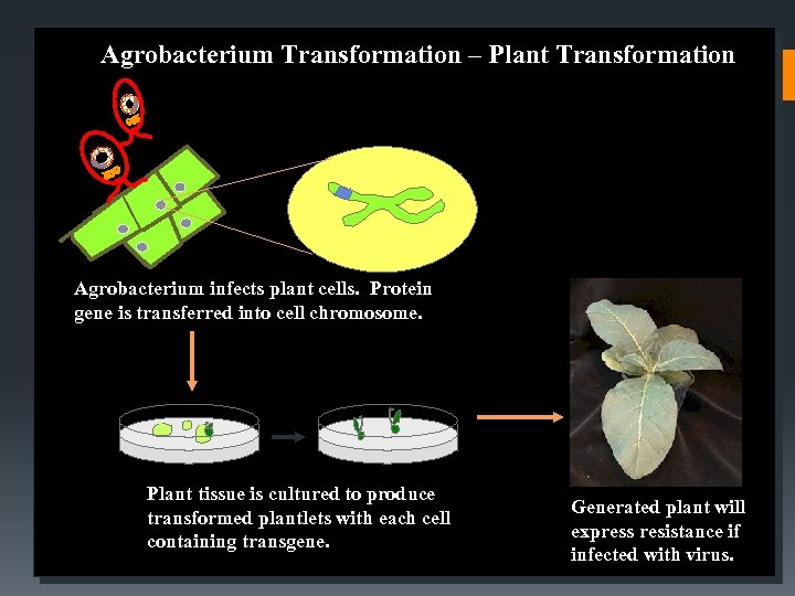 Agrobacterium Transformation – Plant Transformation Agrobacterium infects plant cells. Protein gene is transferred into