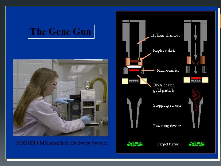 The Gene Gun Helium chamber Rupture disk Macrocarrier DNA coated gold particle Stopping screen