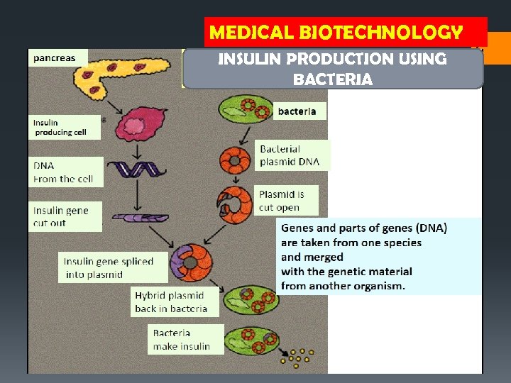 MEDICAL BIOTECHNOLOGY INSULIN PRODUCTION USING BACTERIA 