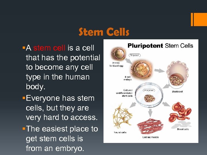 Stem Cells § A stem cell is a cell that has the potential to