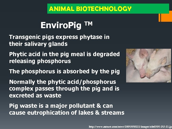 ANIMAL BIOTECHNOLOGY Enviro. Pig TM Transgenic pigs express phytase in their salivary glands Phytic