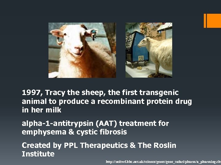 1997, Tracy the sheep, the first transgenic animal to produce a recombinant protein drug