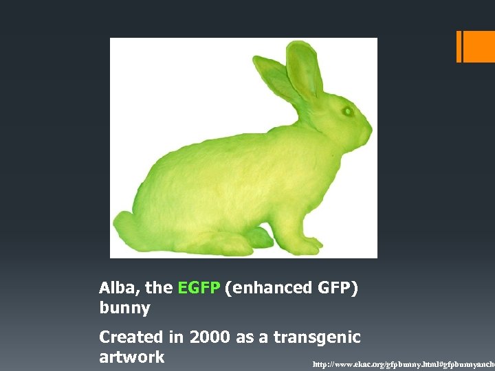 Alba, the EGFP (enhanced GFP) bunny Created in 2000 as a transgenic artwork http: