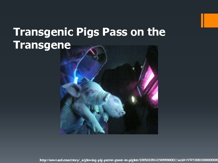 Transgenic Pigs Pass on the Transgene http: //news. aol. com/story/_a/glowing-pig-passes-genes-to-piglets/20080109143909990001? ncid=NWS 000100000 