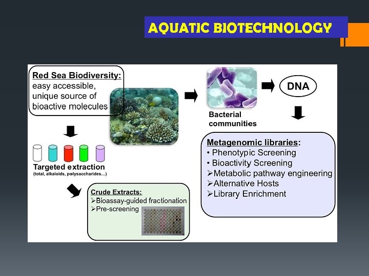 AQUATIC BIOTECHNOLOGY 
