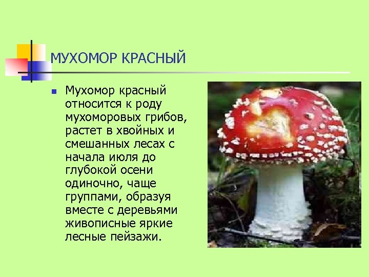 МУХОМОР КРАСНЫЙ n Мухомор красный относится к роду мухоморовых грибов, растет в хвойных и
