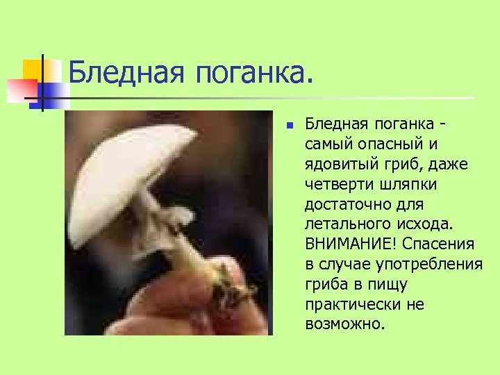 Бледная поганка. n Бледная поганка самый опасный и ядовитый гриб, даже четверти шляпки достаточно